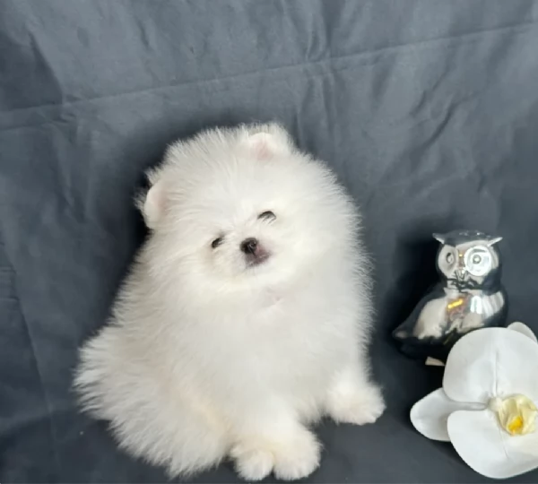 per adozione regalo Volpino Pomerania toy picolo razza | Foto 4