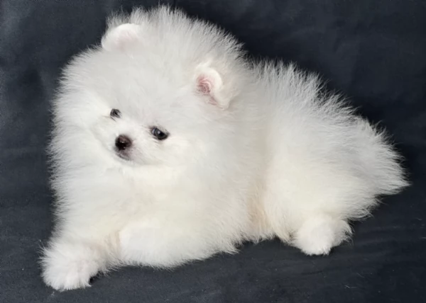 per adozione regalo Volpino Pomerania toy picolo razza | Foto 0