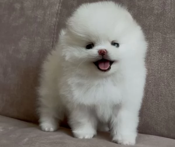 per adozione regalo Volpino Pomerania toy picolo razza | Foto 1