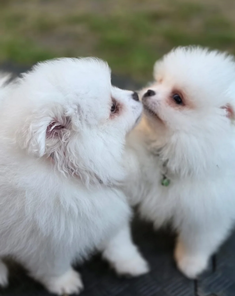 per adozione regalo Volpino Pomerania toy picolo razza | Foto 4