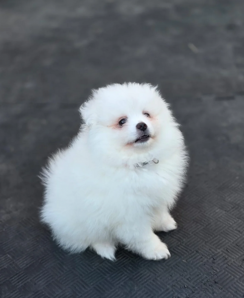 per adozione regalo Volpino Pomerania toy picolo razza | Foto 2