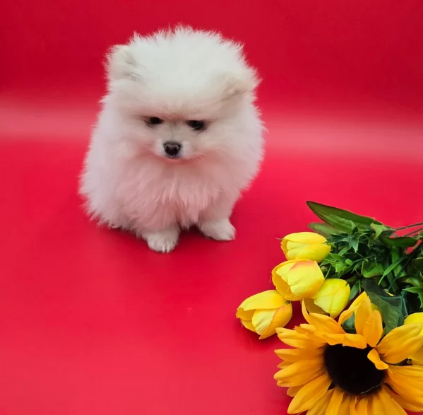 per adozione regalo Volpino Pomerania toy picolo razza | Foto 6