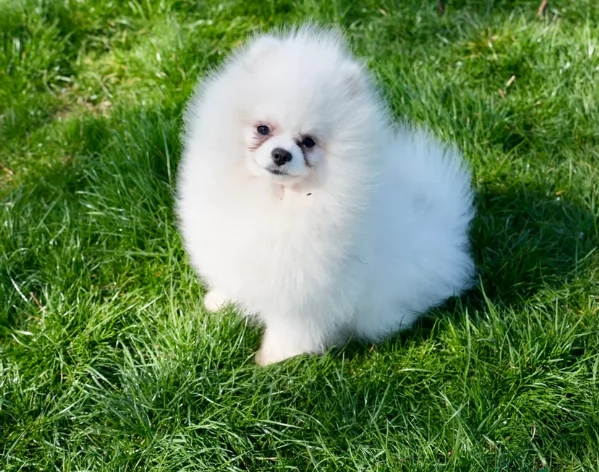 per adozione regalo Volpino Pomerania toy picolo razza | Foto 2
