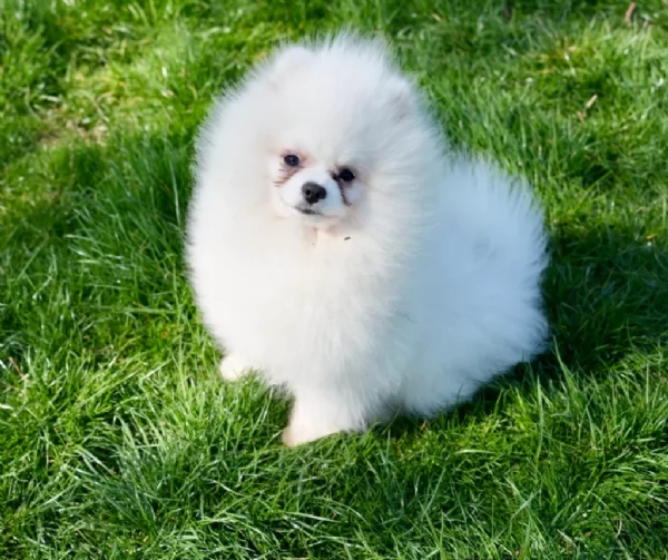per adozione regalo Volpino Pomerania toy picolo razza | Foto 0