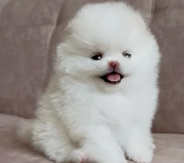 per adozione regalo Volpino Pomerania toy picolo razza | Foto 3