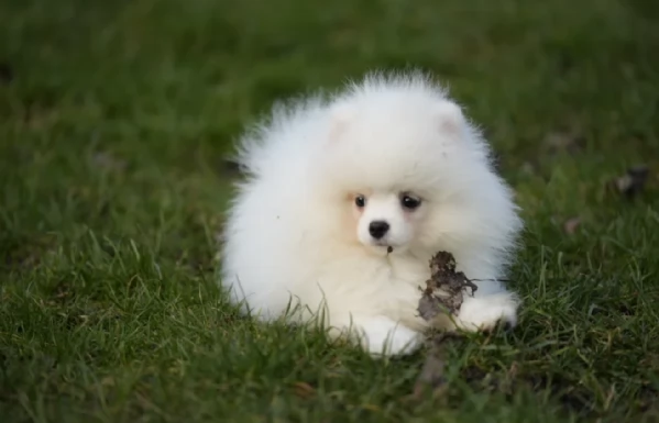 per adozione regalo Volpino Pomerania toy picolo razza | Foto 1