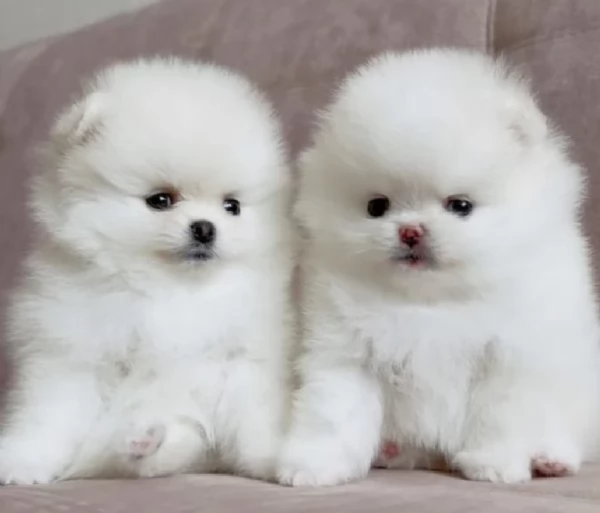 per adozione regalo Volpino Pomerania toy picolo razza | Foto 5