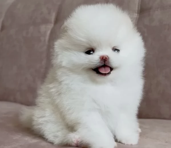 per adozione regalo Volpino Pomerania toy picolo razza | Foto 4