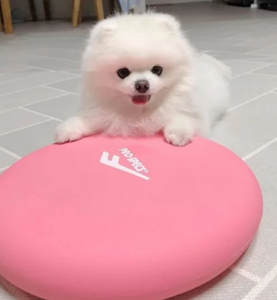 per adozione regalo Volpino Pomerania toy picolo razza | Foto 2