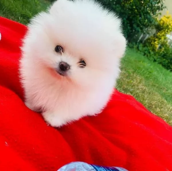 per adozione regalo Volpino Pomerania toy picolo razza | Foto 0