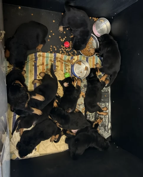 cuccioli di Rottweiler maschi e femmine per adozione