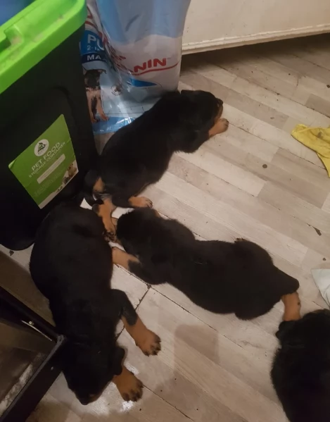 cuccioli di Rottweiler maschi e femmine per adozione | Foto 0