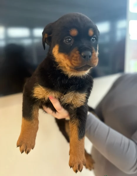 cuccioli di Rottweiler maschi e femmine per adozione