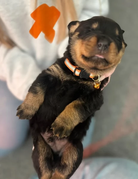 cuccioli di Rottweiler maschi e femmine per adozione