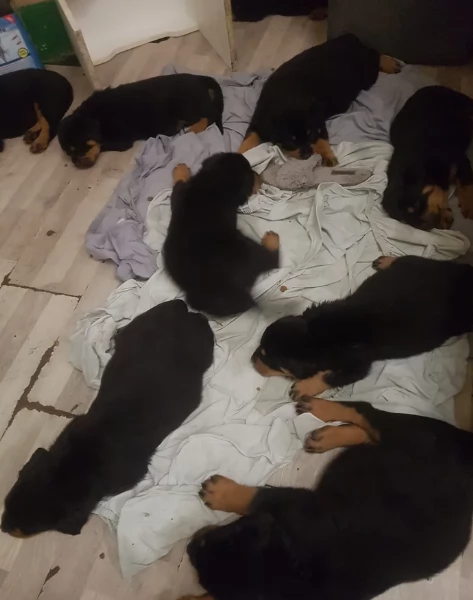cuccioli di Rottweiler maschi e femmine per adozione | Foto 0