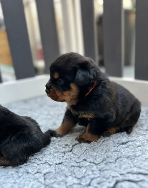 cuccioli di Rottweiler maschi e femmine per adozione