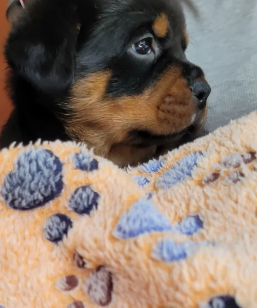 cuccioli di Rottweiler maschi e femmine per adozione | Foto 3