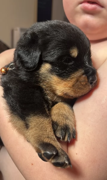 cuccioli di Rottweiler maschi e femmine per adozione | Foto 0