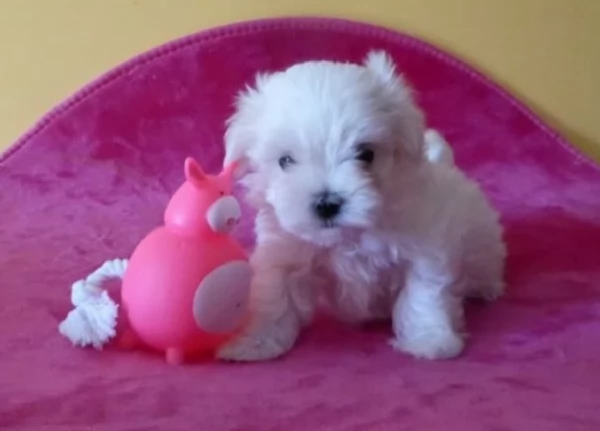 meraviglioso cuccioli di razza maltese toy taglia piccola per ladozione gratuita | Foto 0