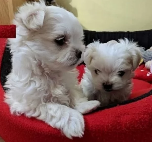meraviglioso cuccioli di razza maltese toy taglia piccola per ladozione gratuita | Foto 4