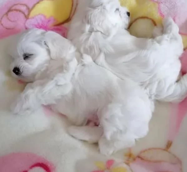 meraviglioso cuccioli di razza maltese toy taglia piccola per ladozione gratuita | Foto 1