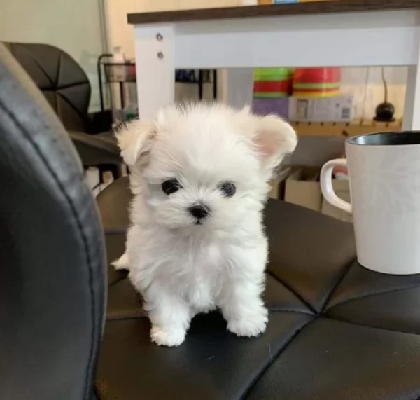 meraviglioso cuccioli di razza maltese toy taglia piccola per ladozione gratuita | Foto 3