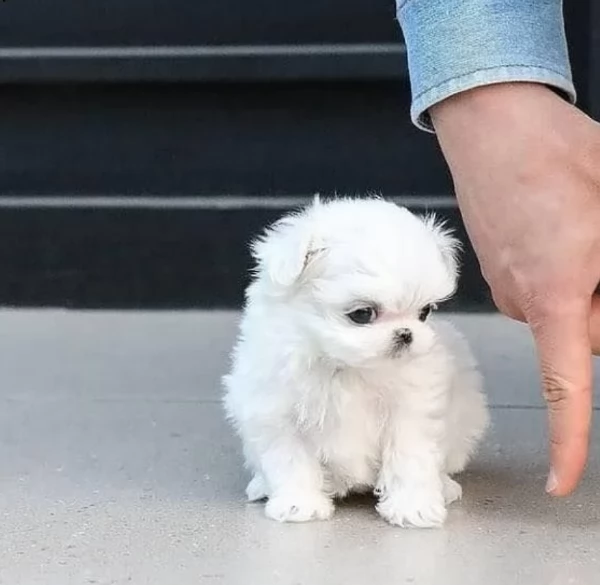 meraviglioso cuccioli di razza maltese toy taglia piccola per ladozione gratuita | Foto 2