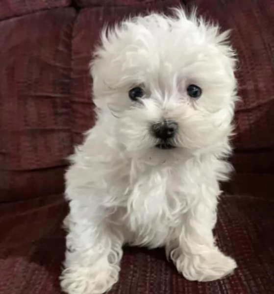 meraviglioso cuccioli di razza maltese toy taglia piccola per ladozione gratuita | Foto 0
