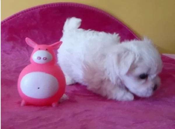 meraviglioso cuccioli di razza maltese toy taglia piccola per ladozione gratuita | Foto 5