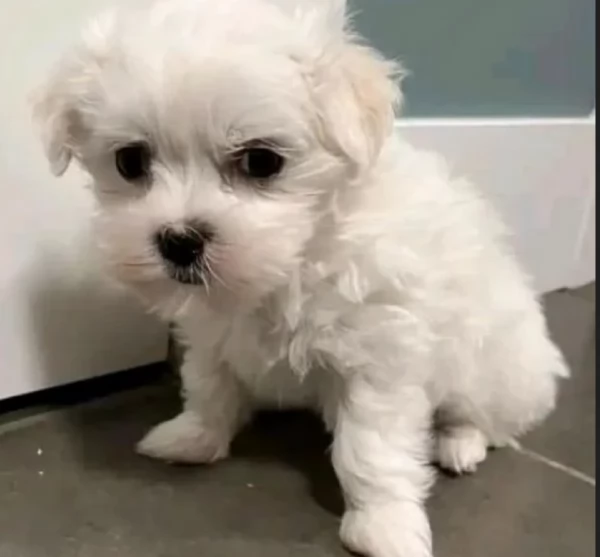 meraviglioso cuccioli di razza maltese toy taglia piccola per ladozione gratuita | Foto 5