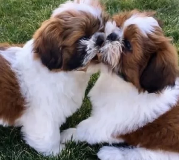 meraviglioso cuccioli di razza Shitzu toy taglia piccola per ladozione gratuita | Foto 2