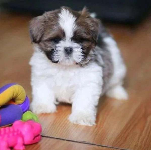 meraviglioso cuccioli di razza Shitzu toy taglia piccola per ladozione gratuita | Foto 1