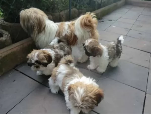 meraviglioso cuccioli di razza Shitzu toy taglia piccola per ladozione gratuita | Foto 2