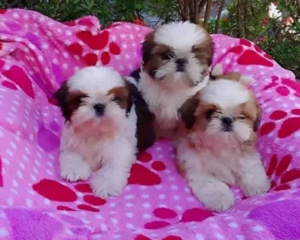 meraviglioso cuccioli di razza Shitzu toy taglia piccola per ladozione gratuita | Foto 0