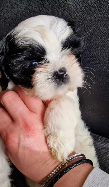 meraviglioso cuccioli di razza Shitzu toy taglia piccola per ladozione gratuita | Foto 5