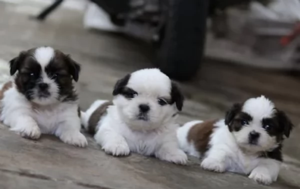 meraviglioso cuccioli di razza Shitzu toy taglia piccola per ladozione gratuita | Foto 5