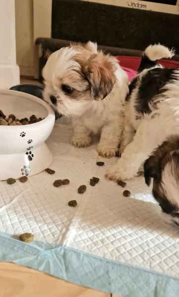 meraviglioso cuccioli di razza Shitzu toy taglia piccola per ladozione gratuita | Foto 3