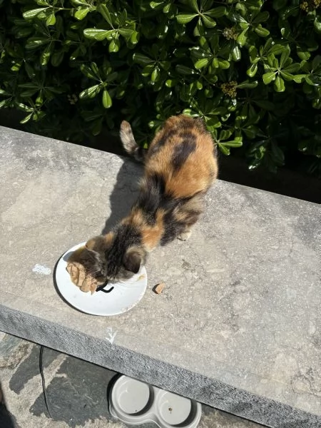 Dolce gattina pronta per una nuova famiglia