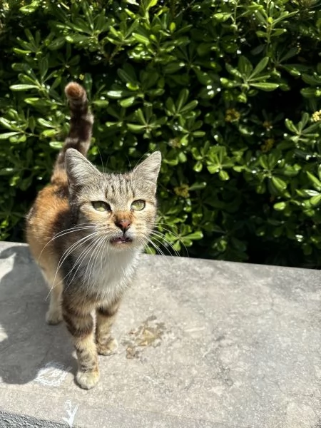 Dolce gattina pronta per una nuova famiglia | Foto 2