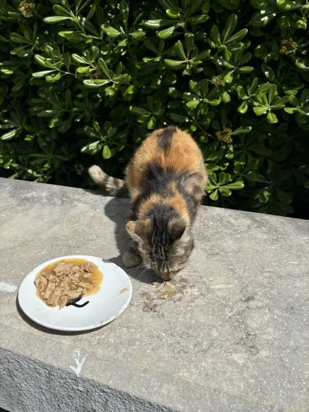 Dolce gattina pronta per una nuova famiglia | Foto 1