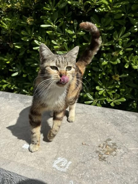 Dolce gattina pronta per una nuova famiglia | Foto 0