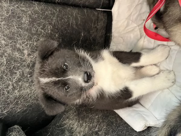 Cuccioli di Akita  | Foto 2