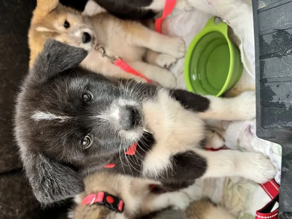 Cuccioli di Akita  | Foto 1