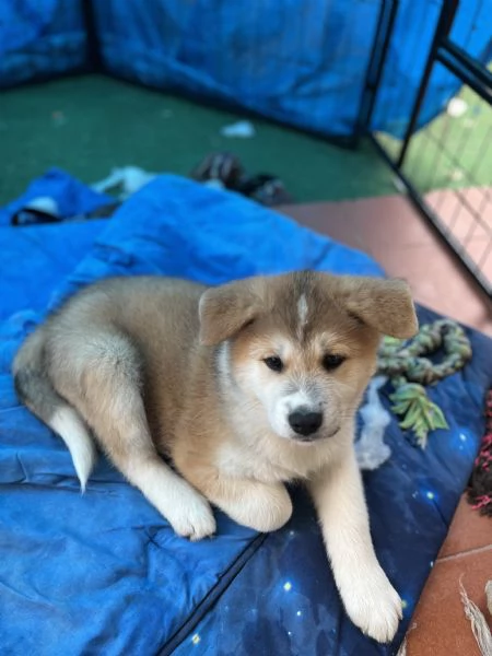 Cuccioli di Akita  | Foto 0