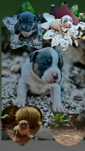 Cuccioli American Bully Pocket 