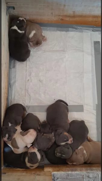 Cuccioli American Bully Pocket  | Foto 6
