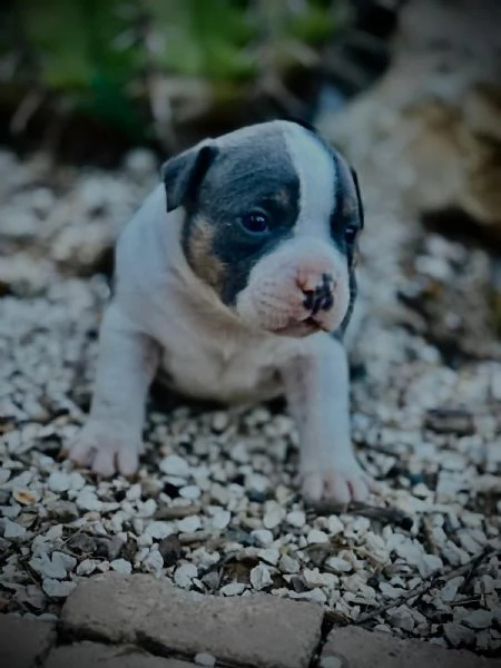 Cuccioli American Bully Pocket  | Foto 5