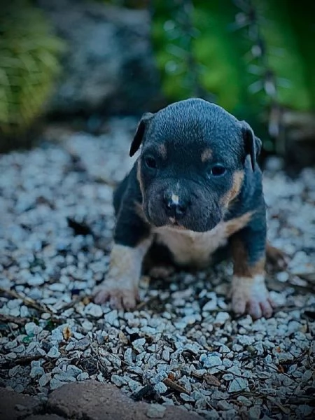 Cuccioli American Bully Pocket  | Foto 4