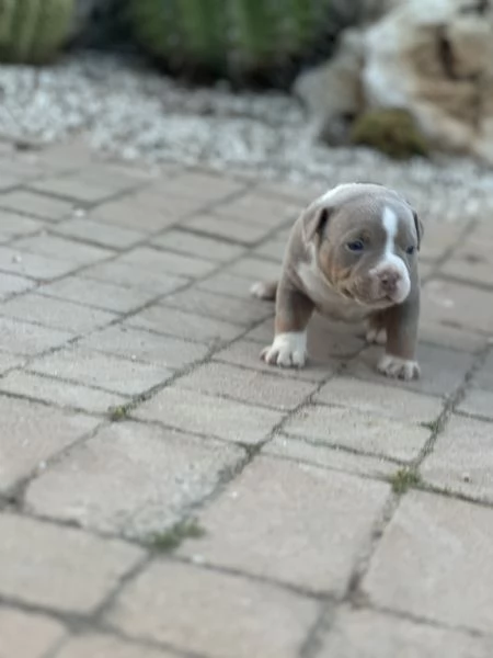 Cuccioli American Bully Pocket  | Foto 3