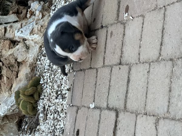 Cuccioli American Bully Pocket  | Foto 0
